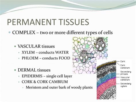 Plant Cells And Tissues Ppt Download