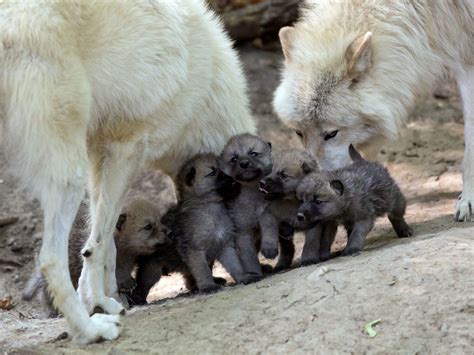 Wolf Pups Wallpapers Wallpaper Cave