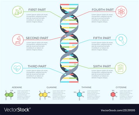 Dna Infographic Genetic Spiral Genomic Model Vector Image