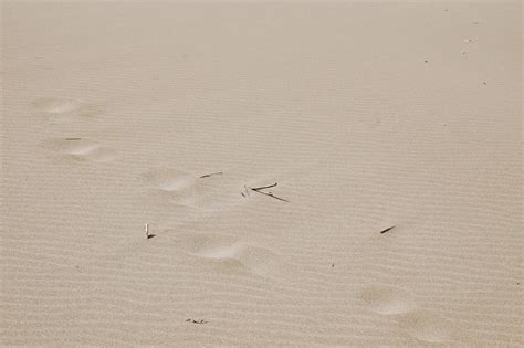 Free Images Nature Sand Wing Wood White Footprint Line Space