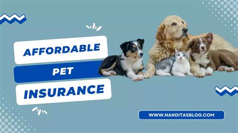 Affordable Pet Insurance Options In The Us 2024