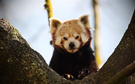 Angry Red Panda Animals Cute Animals Animal Tracks