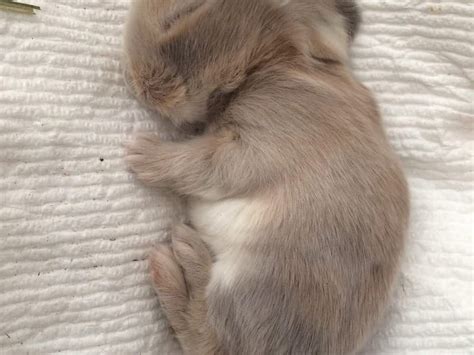 Whats A Baby Rabbit Called 4 More Amazing Facts A Z Animals