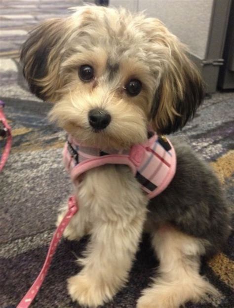 Pin By Fina On Honey The Morkie Morkie Puppies Teddy Bear Dog