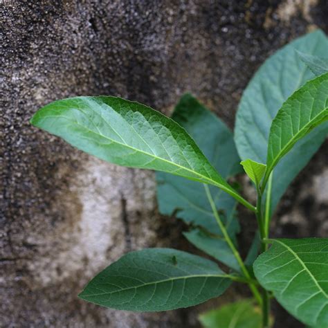 6 Manfaat Utama Daun Afrika Tanaman Herbal Yang Sedang Viral Ayo Bertani