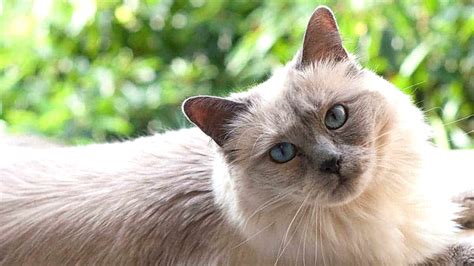 Ragamese Cat A Mix Of Ragdoll And Siamese Cat Cat Queries