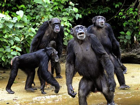 Chimpanzees Admire Great Cleaner Beds Than People Attain Scientists Obtain Fraja Maroc
