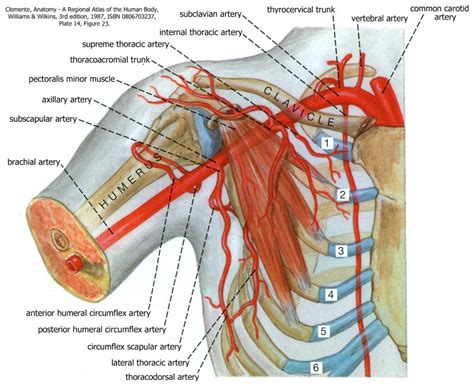 Axilla Human Anatomy For Physician Assistant Students Unit 4