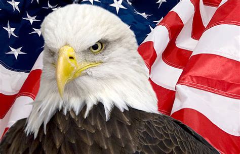 Maybe you would like to learn more about one of these? Royalty Free American Flag With Eagle Pictures, Images and ...