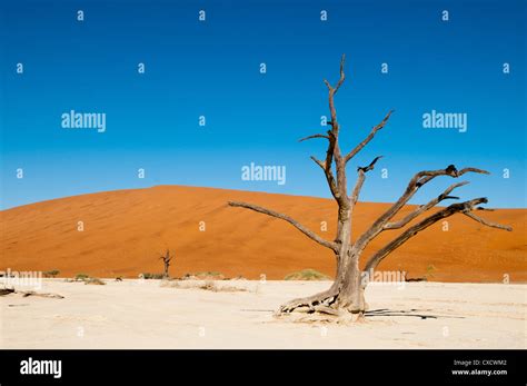 Dead Trees Deadvlei Sossusvlei Namib Naukluft Park Namib Desert