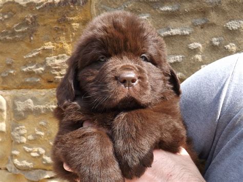 Kc Registered Brown Newfoundland Male Puppies