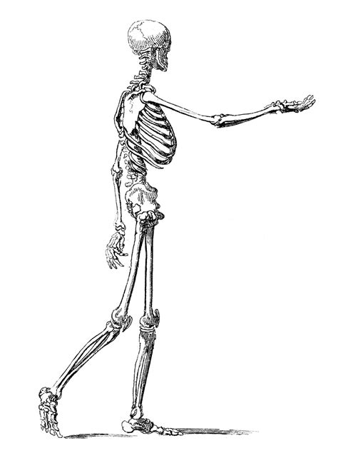 Skeleton Clip Art Black White