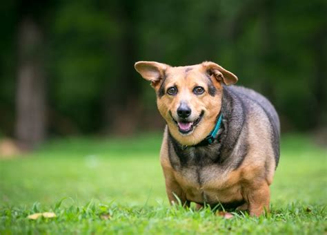 How To Prevent And Manage Obesity In Dogs Vetster