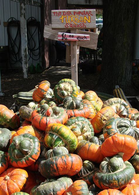 Pumpkins Gourds Make Attractive Fall Displays