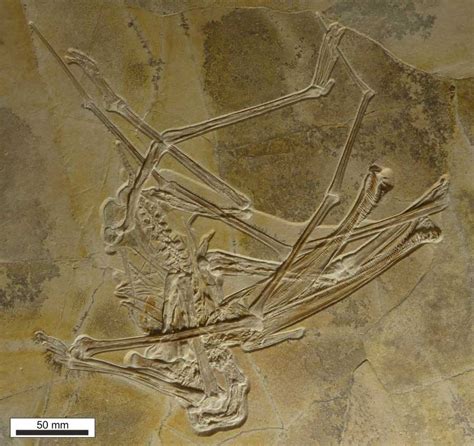 New Pterosaur Species With 480 Teeth Discovered In Germany