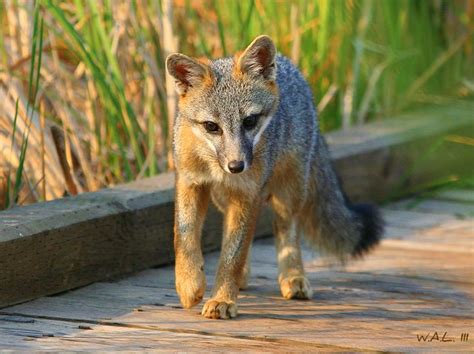 Young Grey Fox This Young Grey Fox Followed Me Down The B Flickr