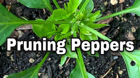 Pruning Peppers To Maximize Production Youtube