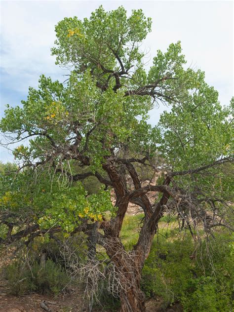 Facts About Cottonwood Trees
