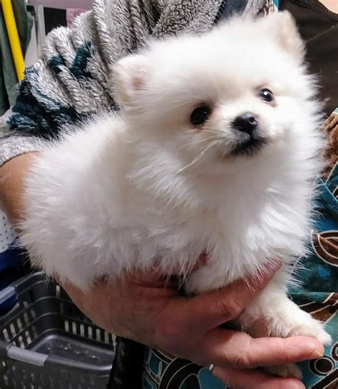 Socialization sessions with household objects. Pomeranian Puppies For Sale | Chicago, IL #269043