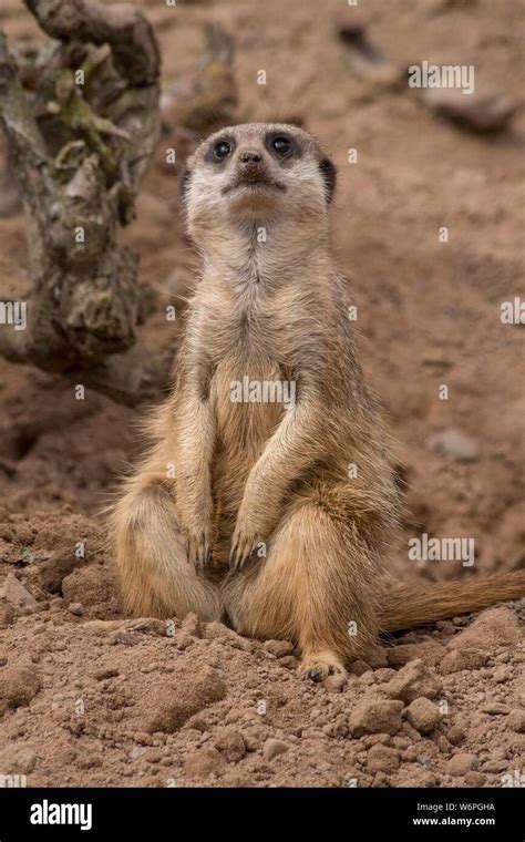 Cute African Meerkat Wildlife Animals Stock Photo Alamy
