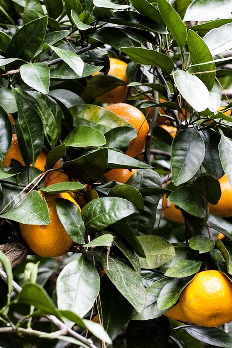 See more ideas about satsuma, satsuma recipes, satsuma orange. Satsuma Tree | for the love of the south