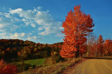 Wallpaper Trees Landscape Forest Fall Sunset Hill