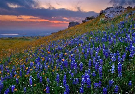 Free Download Flowers Spring Texas Wildflowers Bluebells Wallpaper