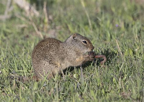 Uinta Ground Squirrel Eating A Squirming Earthworm Feathered Photography