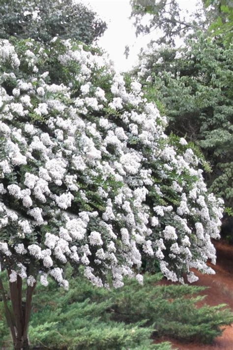 What Does A Crepe Myrtle Look Like Discover The Beauty My Heart
