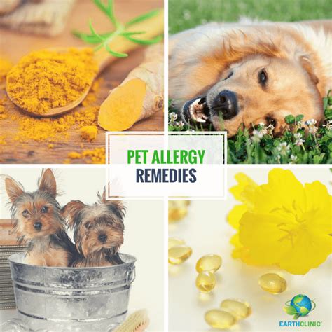 Dog Allergy Remedies