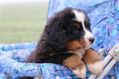 Berner Sennenhund Welpe Berner Sennenhund Welpe Sennenhund Berner