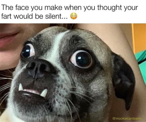 35 Awesome Dog Memes To Share With Fellow Dog Lovers Inspirationfeed