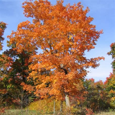 Buy Mountain Maple Acer Spicatum 10 Seeds Online Seeds