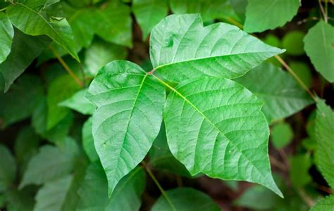 How To Identify Poison Ivy Illustrated Guide Greenbelly Meals