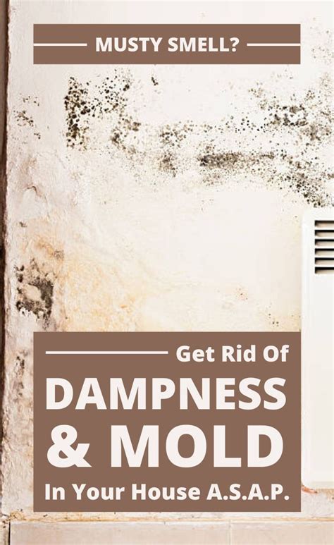 Musty Smell Get Rid Of Dampness And Mold In Your House Asap