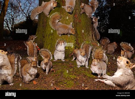 Lots Of Squirrels Stock Photo Alamy