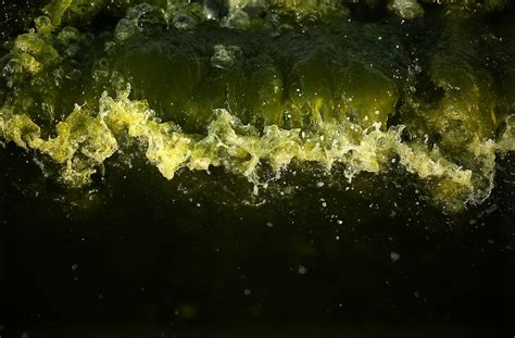 Massive Algae Bloom Turns The Entire Arabian Sea Emerald Green