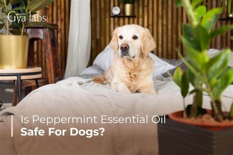 Is Peppermint Oil Safe For Dogs Discover The Truth