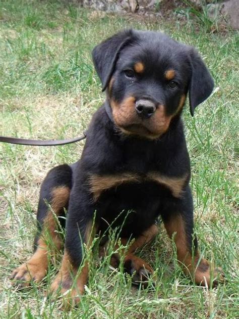 We have owned and loved rottweilers for over 12 years. Police K9's & Security Dogs Recently Sold