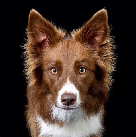 Brown And White Border Collie I Love Dogs Cute Dogs White Border Collie