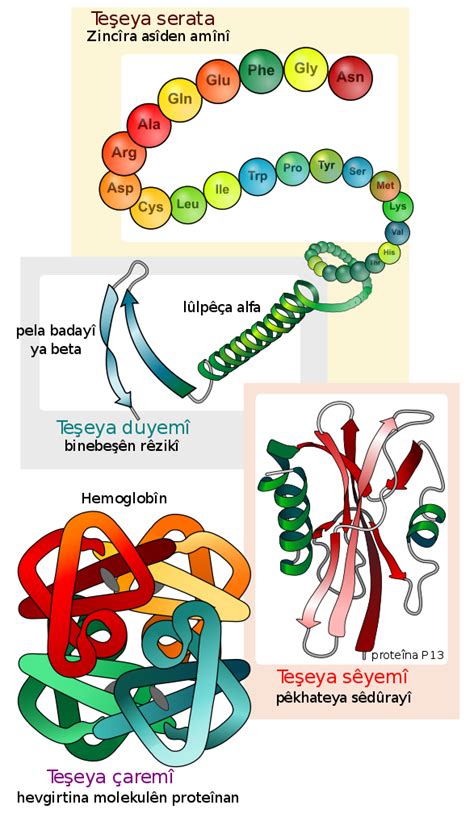 Filemain Protein Structure Levels Kusvg Wikimedia Commons