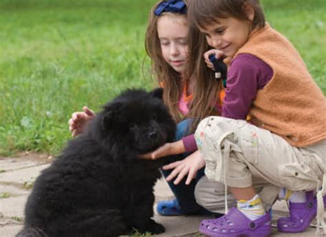 Learn About The Chow Chow Dog Breed From A Trusted Veterinarian