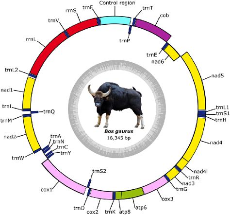 the mitochondrial genome map of indian gaur the colored blocks outside download scientific