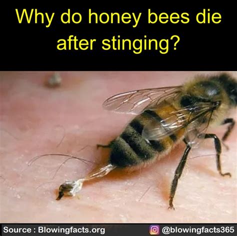 Why Do Honey Bees Die After Stinging Why Do Honey Bees Die After