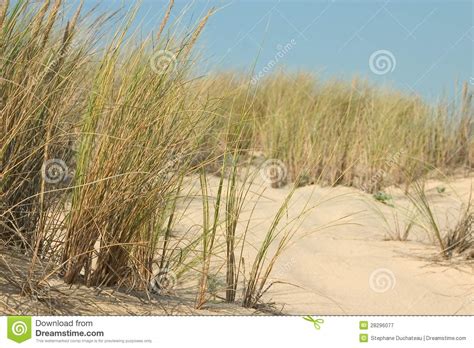 Seaside Grass Stock Image Image Of Blue Rest Summer 28296077