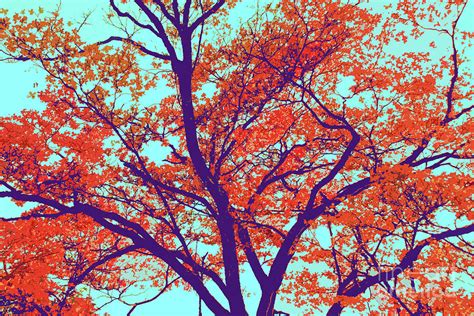 Trees Fall Colors 66 Digital Art By Chris Taggart Pixels