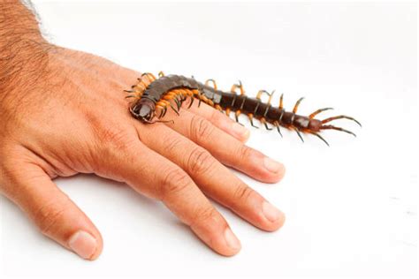 490 Centipede Bite Stock Photos Pictures And Royalty Free Images Istock