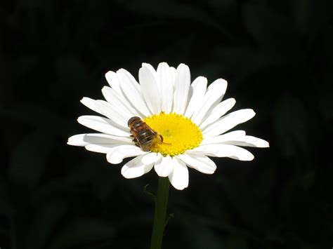 Free Bee And Daisy Stock Photo