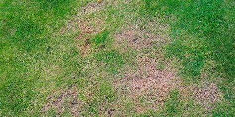 3 Common Causes Of Dead Spots On Lawns Landscape Carolina