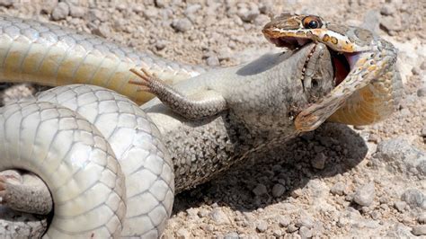 Lizard Fights Snake To Try Escape Youtube